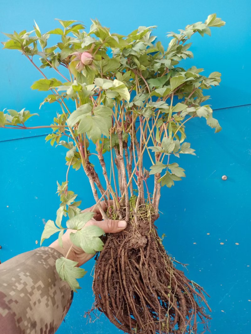 菏泽牡丹花苗盆栽大苗根茎四季观赏重瓣室内庭院地栽洛阳正宗
