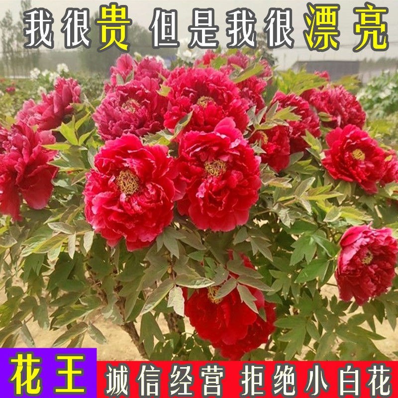 菏泽牡丹花苗盆栽大苗根茎四季观赏重瓣室内庭院地栽洛阳正宗