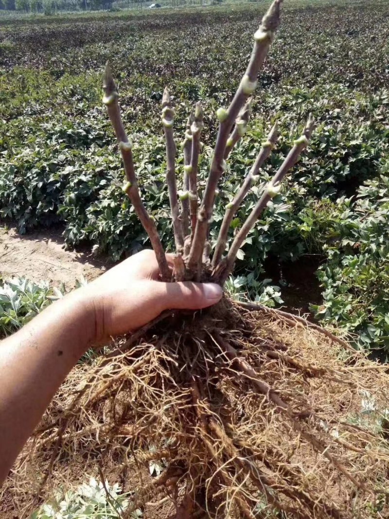 菏泽牡丹花苗盆栽大苗根茎四季观赏重瓣室内庭院地栽洛阳正宗
