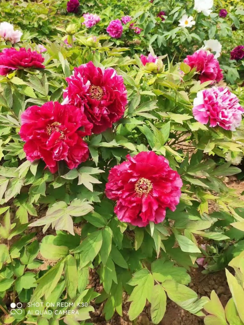 菏泽牡丹花苗盆栽大苗根茎四季观赏重瓣室内庭院地栽洛阳正宗