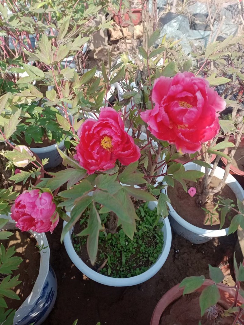 菏泽牡丹花苗盆栽大苗根茎四季观赏重瓣室内庭院地栽洛阳正宗