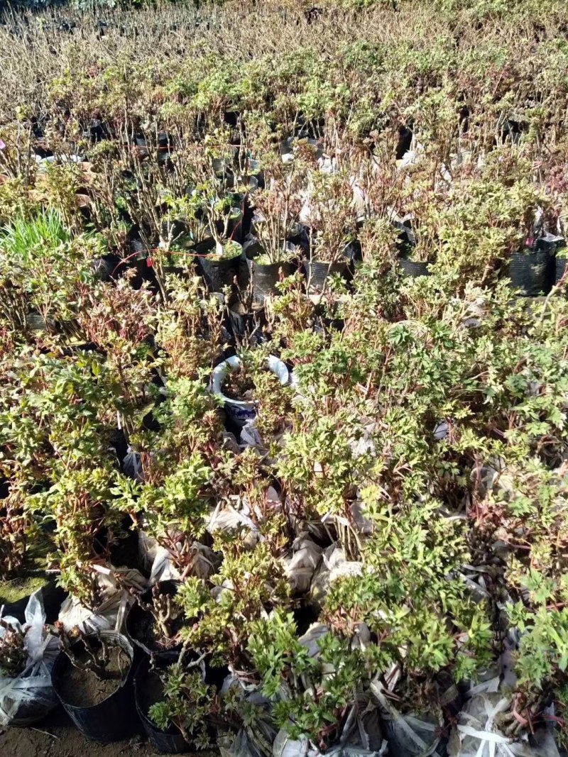 菏泽牡丹花苗盆栽大苗根茎四季观赏重瓣室内庭院地栽洛阳正宗