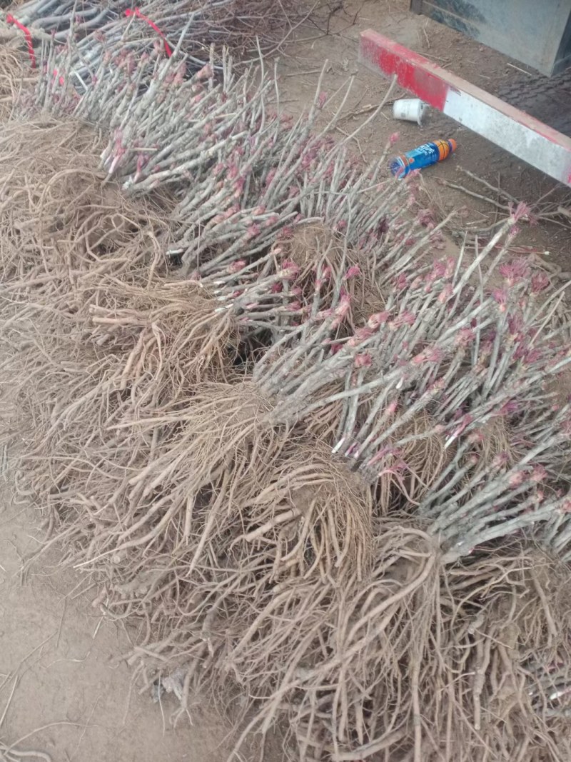 菏泽牡丹花苗盆栽大苗根茎四季观赏重瓣室内庭院地栽洛阳正宗