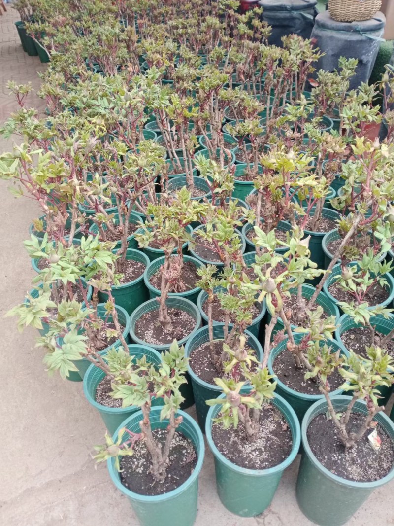 菏泽牡丹花苗盆栽大苗根茎四季观赏重瓣室内庭院地栽洛阳正宗