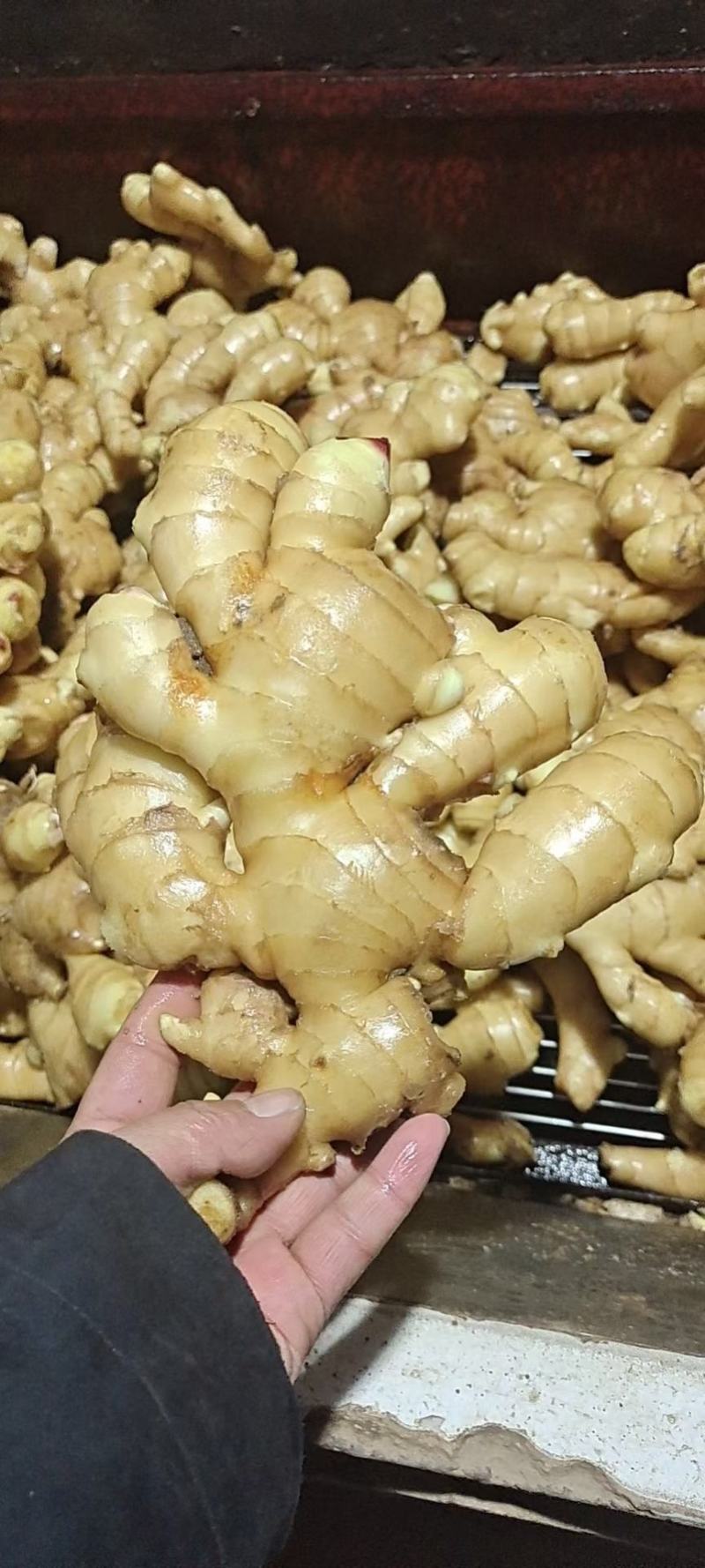 【热卖爆款】生姜辣味足块头大【专供*电商市场商超出口】