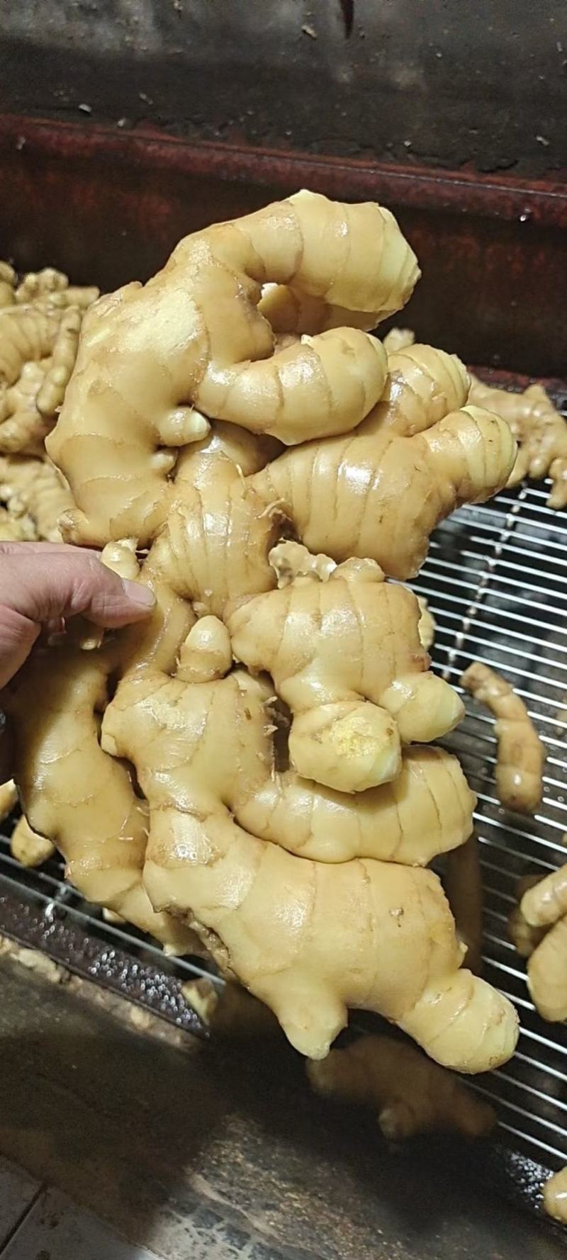 【热卖爆款】生姜辣味足块头大【专供*电商市场商超出口】