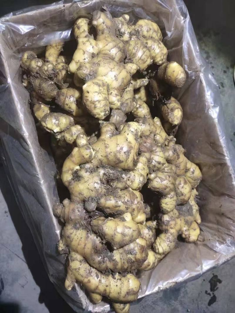 【热卖爆款】生姜辣味足块头大【专供*电商市场商超出口】