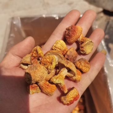 【基地直销】严选姫松茸云南直销欢迎来骚扰。