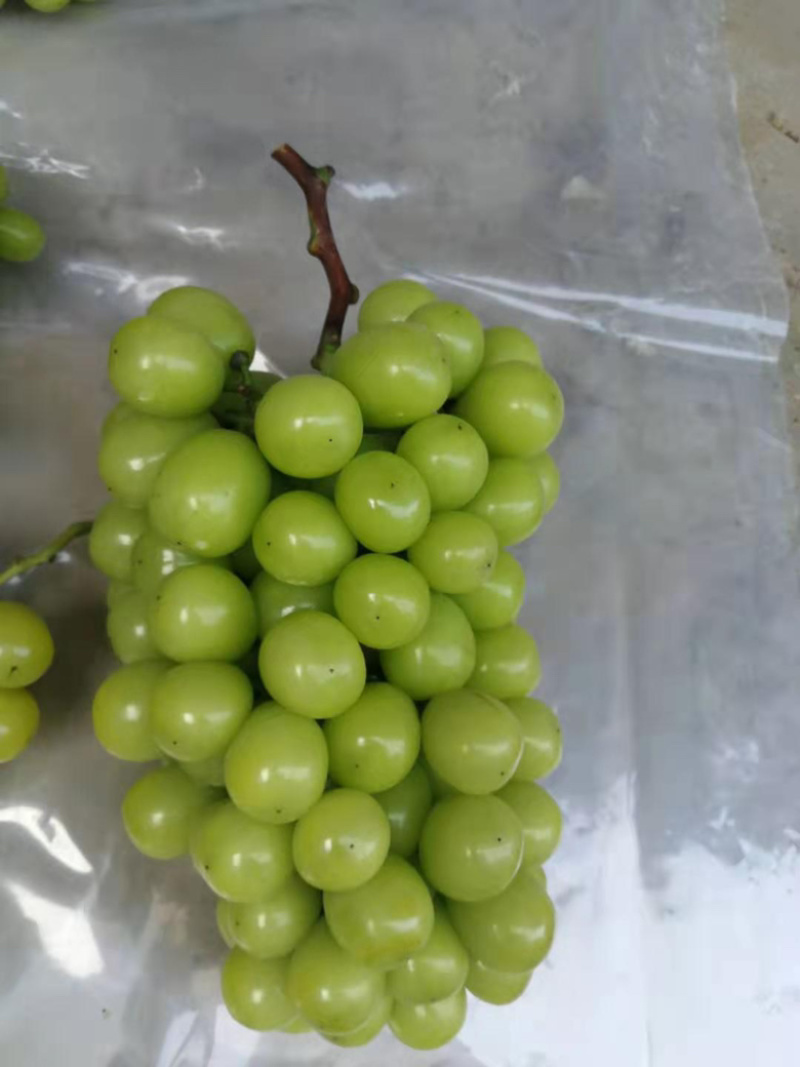 阳光玫瑰大量上市，颗粒随型精品，口感清脆，超甜口味。
