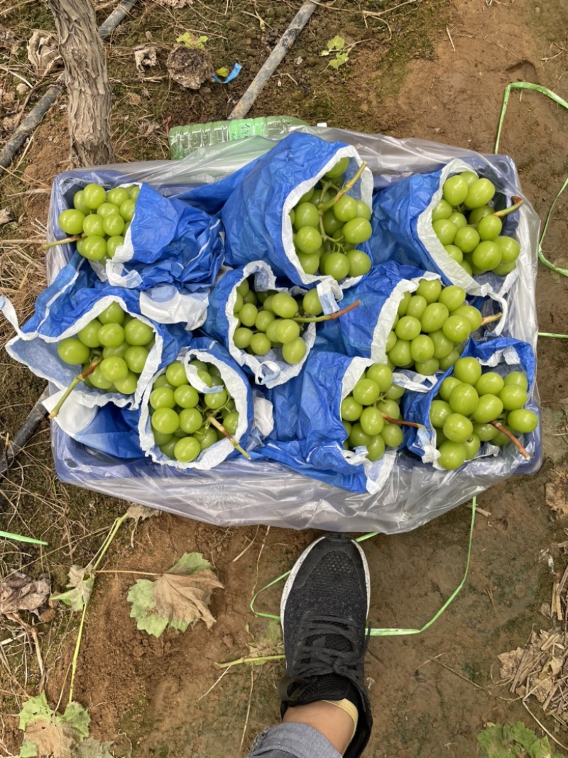阳光玫瑰大量上市，颗粒随型精品，口感清脆，超甜口味。