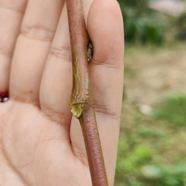 桃枝