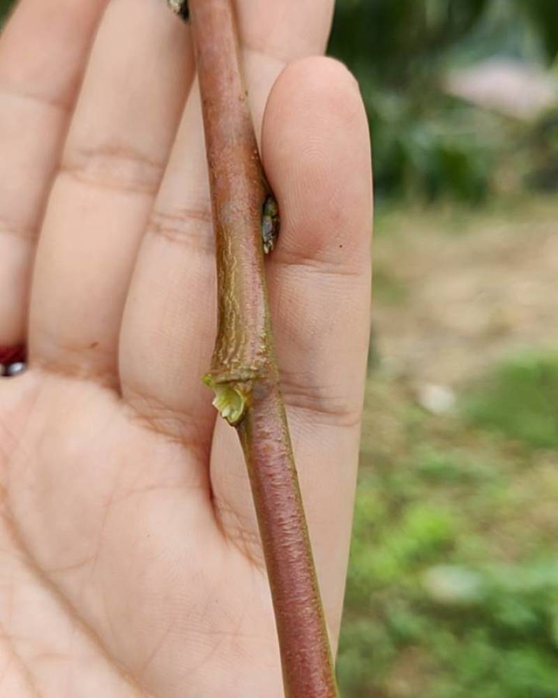 桃枝