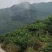 桃枝