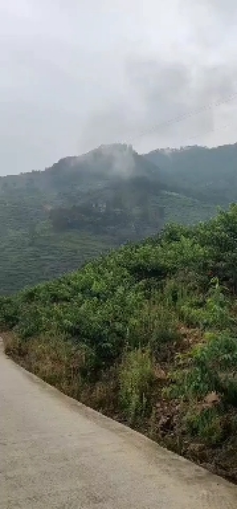 桃枝
