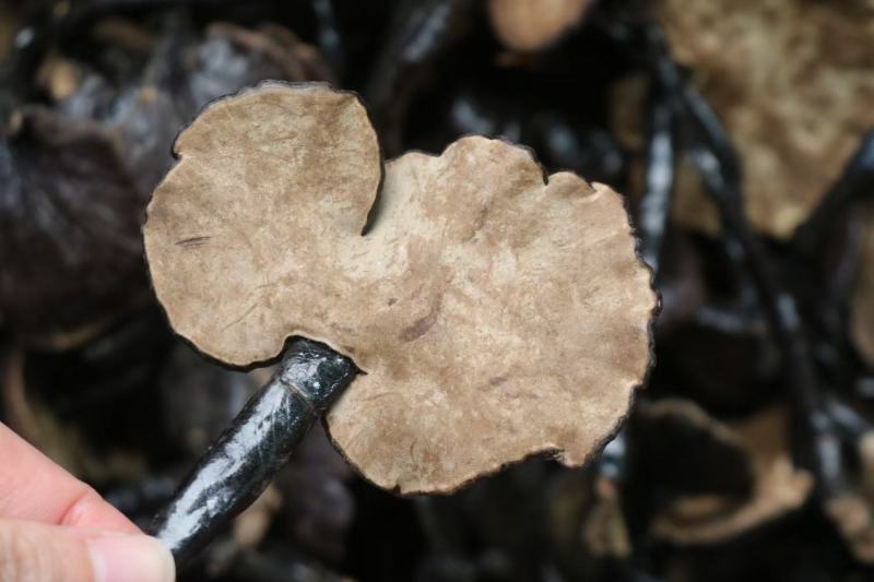 广州人大号精选野生竹灵芝长腿灵芝一件代发批发