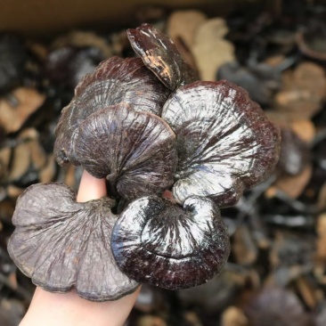 广州人大号精选野生竹灵芝长腿灵芝一件代发批发