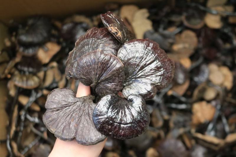 广州人大号精选野生竹灵芝长腿灵芝一件代发批发