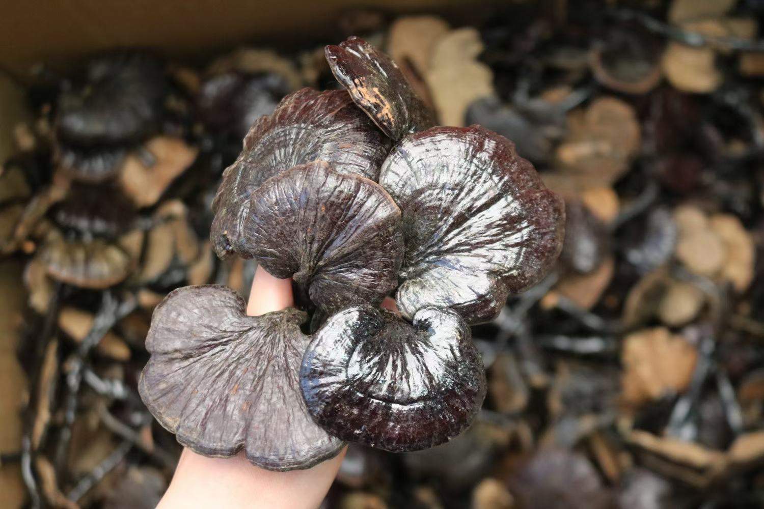 竹灵芝生长于竹林中