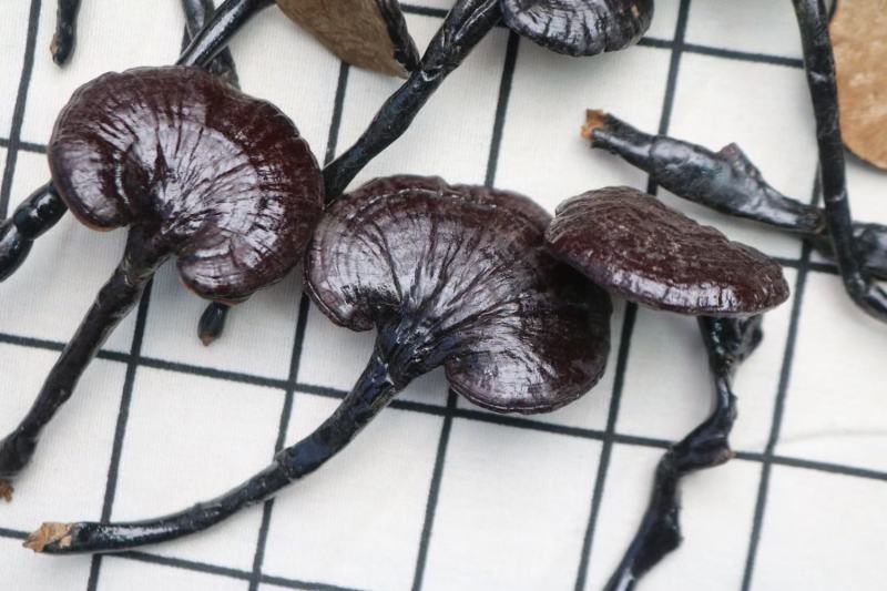 广州人大号精选野生竹灵芝长腿灵芝一件代发批发