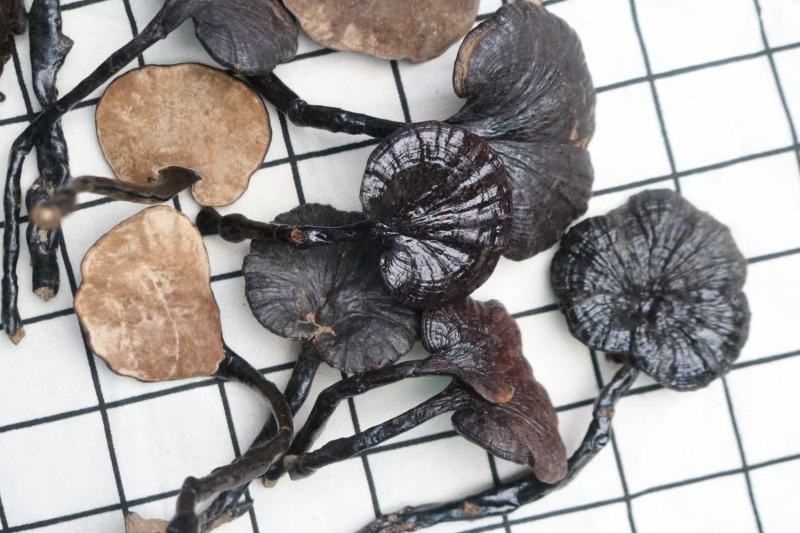 广州人大号精选野生竹灵芝长腿灵芝一件代发批发