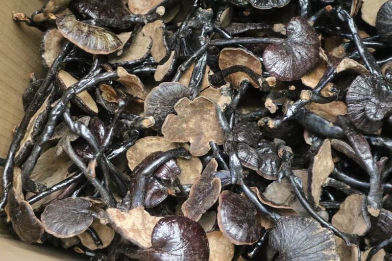 广州人大号精选野生竹灵芝长腿灵芝一件代发批发