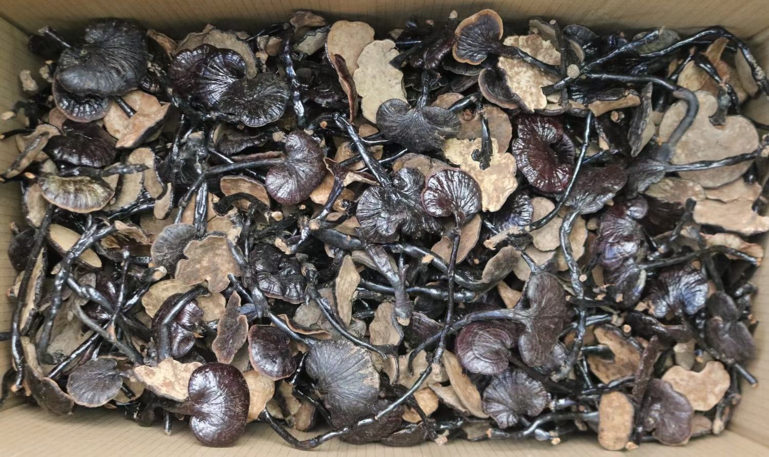 野生竹灵芝泡水饮用示意图