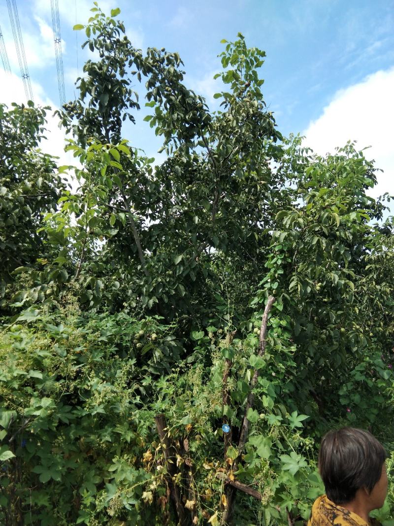 大山深处去皮鲜核桃，