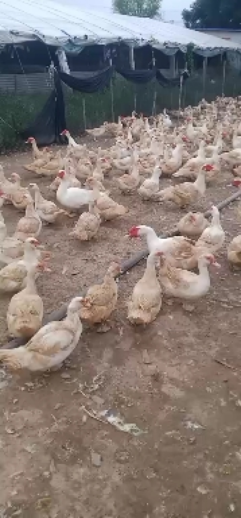 番鸭
