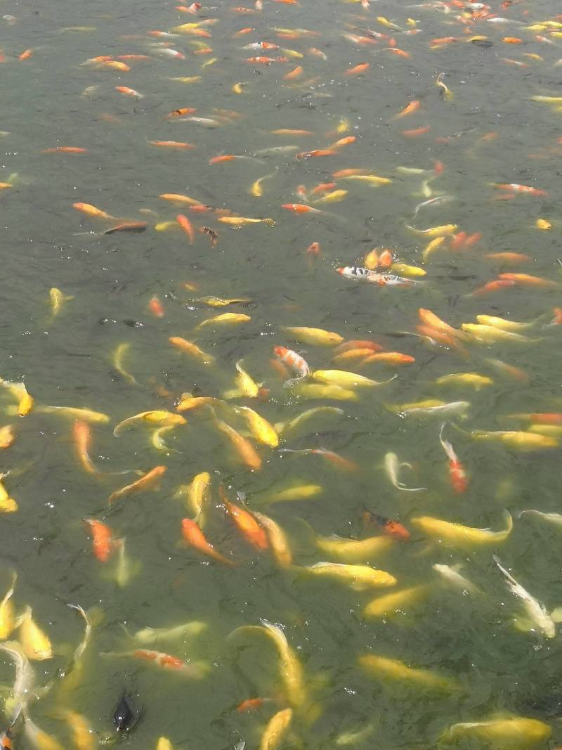 锦鲤
