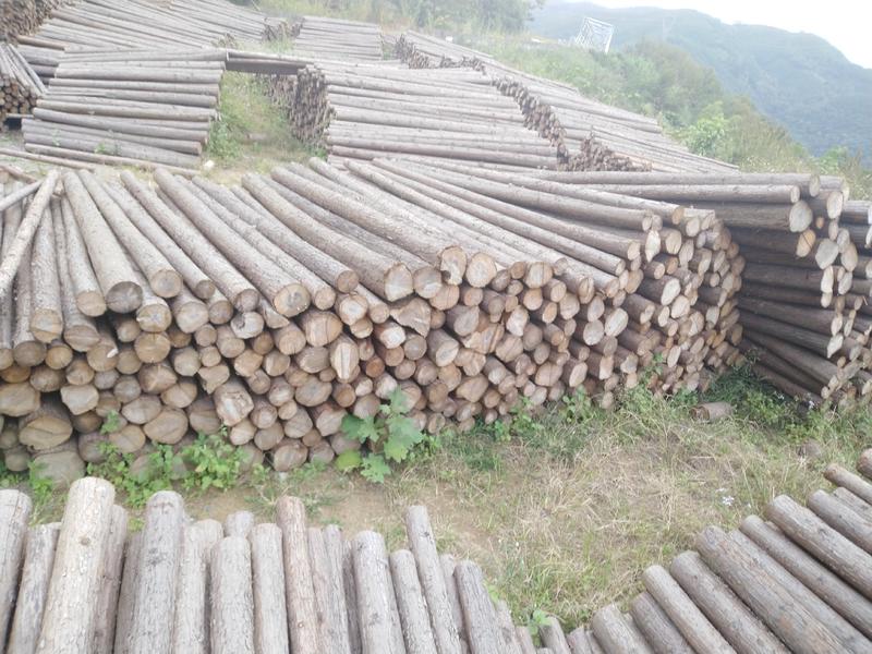 广西西林杉木原木长期大量现货供应可做各种规格