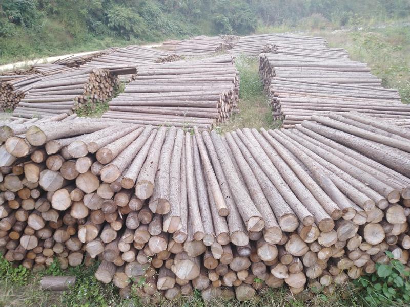 广西西林杉木原木长期大量现货供应可做各种规格