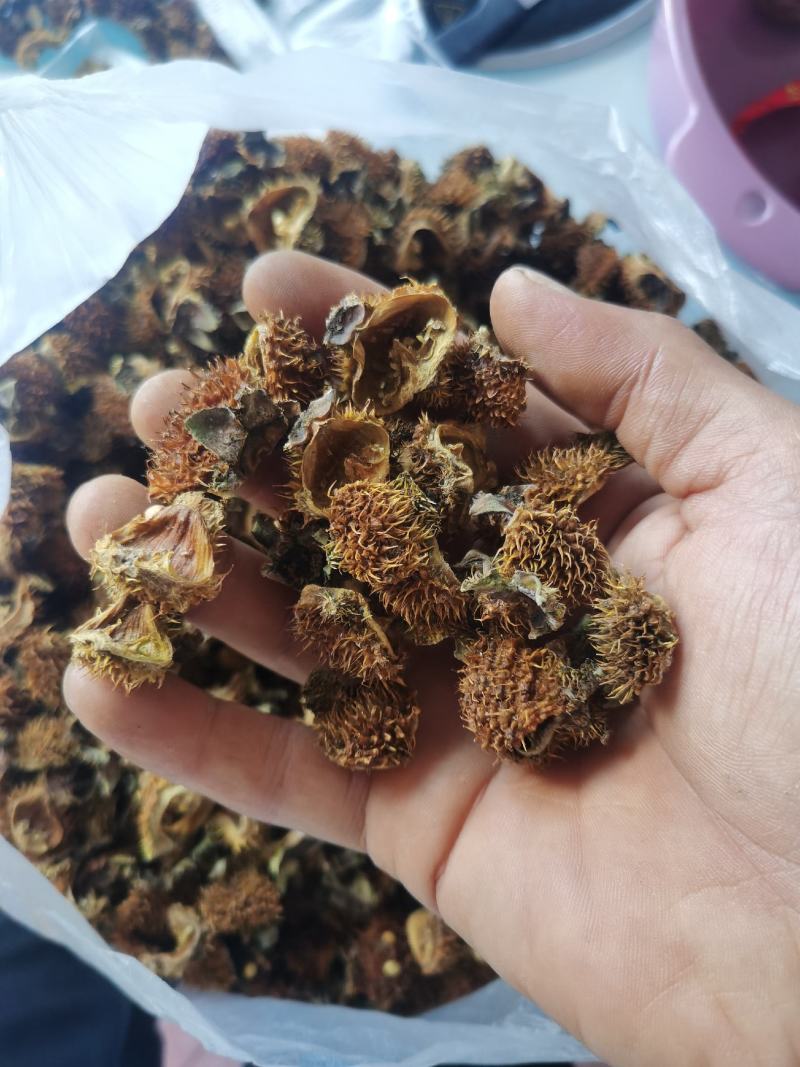 贵州省六盘水刺梨开始出售