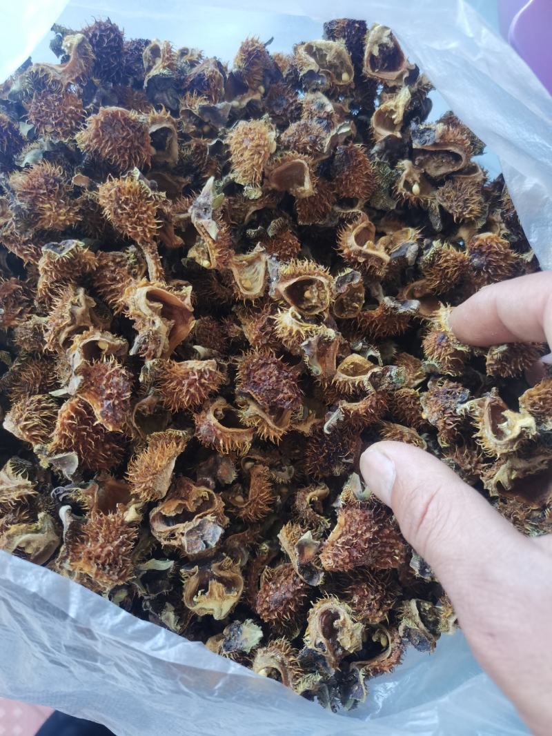 贵州省六盘水刺梨开始出售