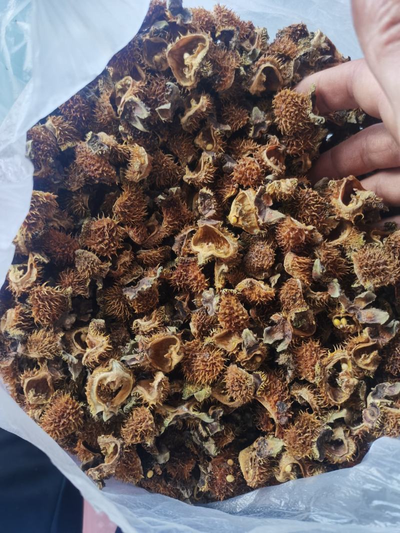 贵州省六盘水刺梨开始出售
