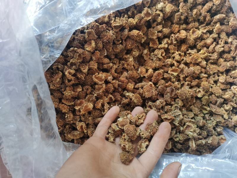 贵州省六盘水刺梨开始出售