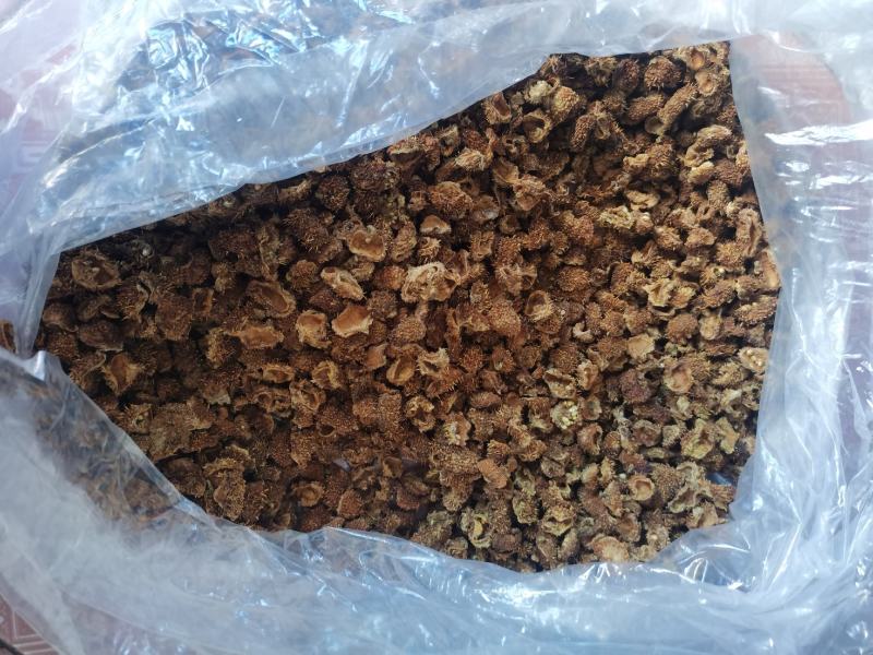贵州省六盘水刺梨开始出售