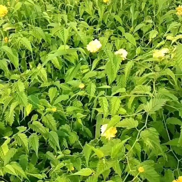 棣棠
