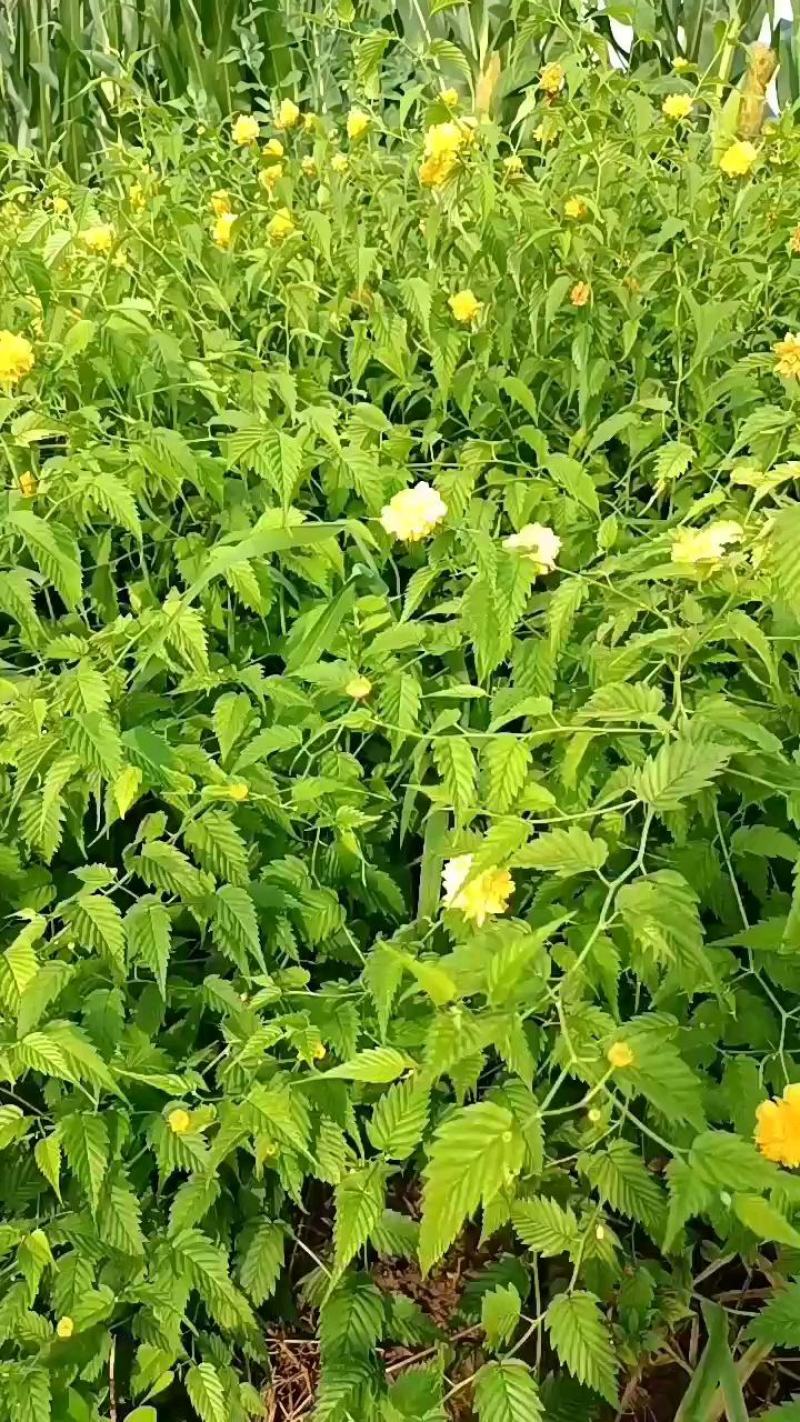 棣棠