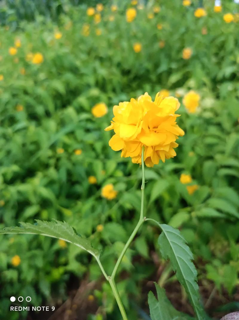 棣棠