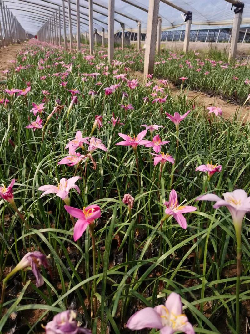 葱兰，白花葱兰，菲兰基地直销，常年销售各种绿化苗木。