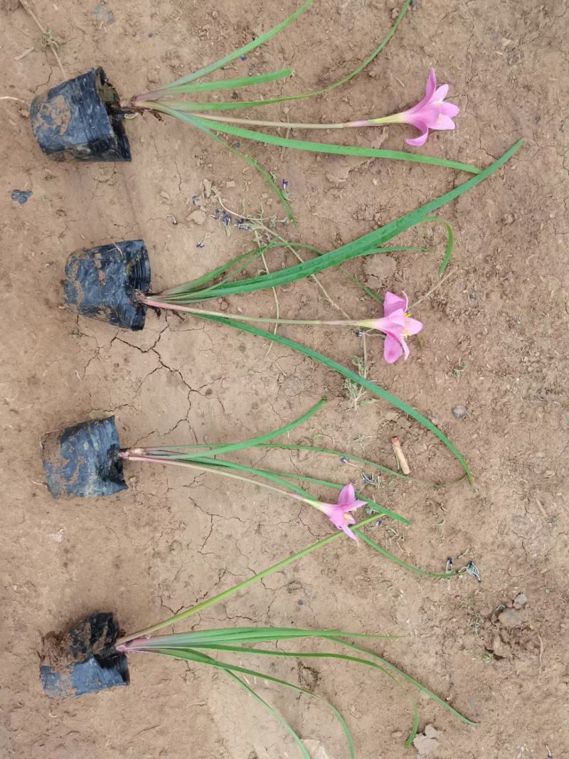 葱兰，白花葱兰，菲兰基地直销，常年销售各种绿化苗木。