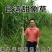 甜象草种子高产牧草种子牧草籽草皮南北方四季种植