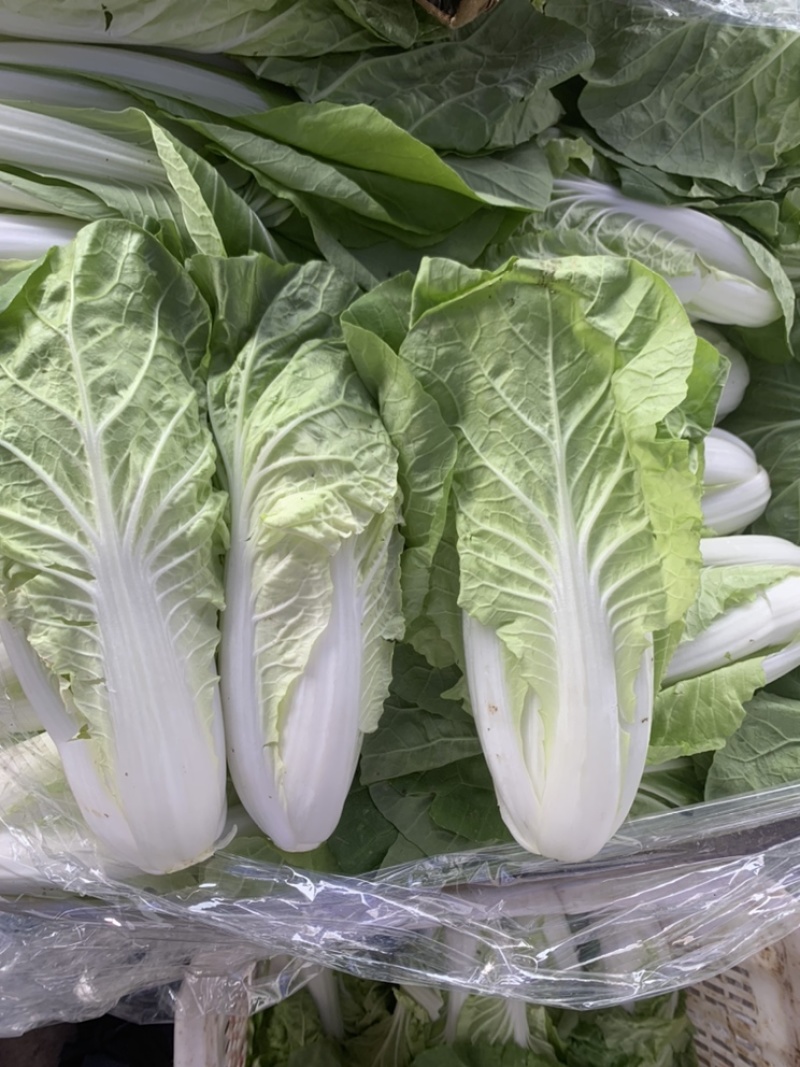 精品毛白菜/万亩大棚/产地直销/常年有货。