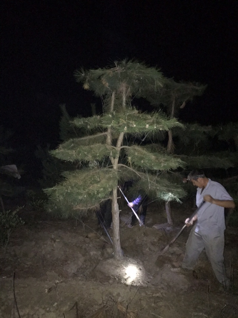 红花继木球