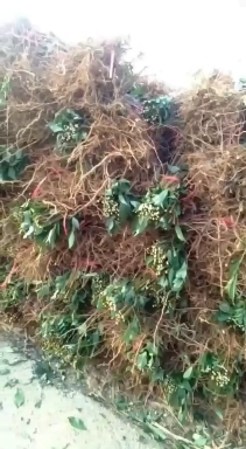 蜂糖李树苗蜂糖李苗四月李原生态苗嫁接苗苗原产
