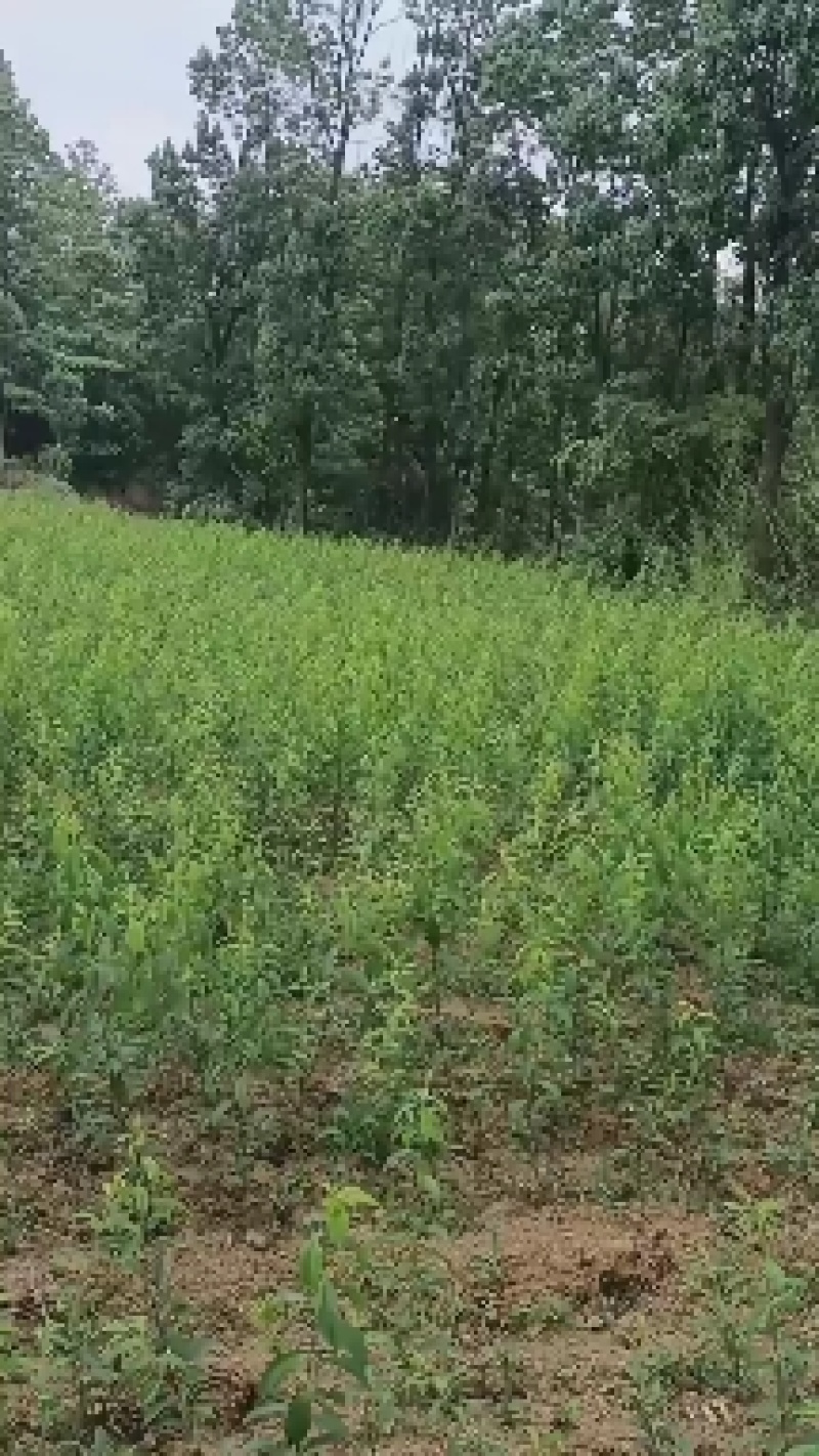 蜂糖李树苗蜂糖李苗四月李原生态苗嫁接苗苗原产