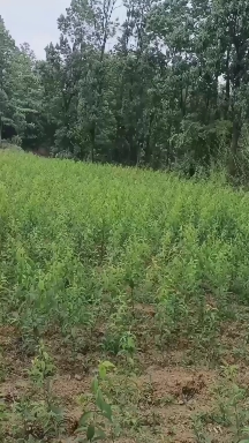 蜂糖李树苗蜂糖李苗四月李原生态苗嫁接苗苗原产