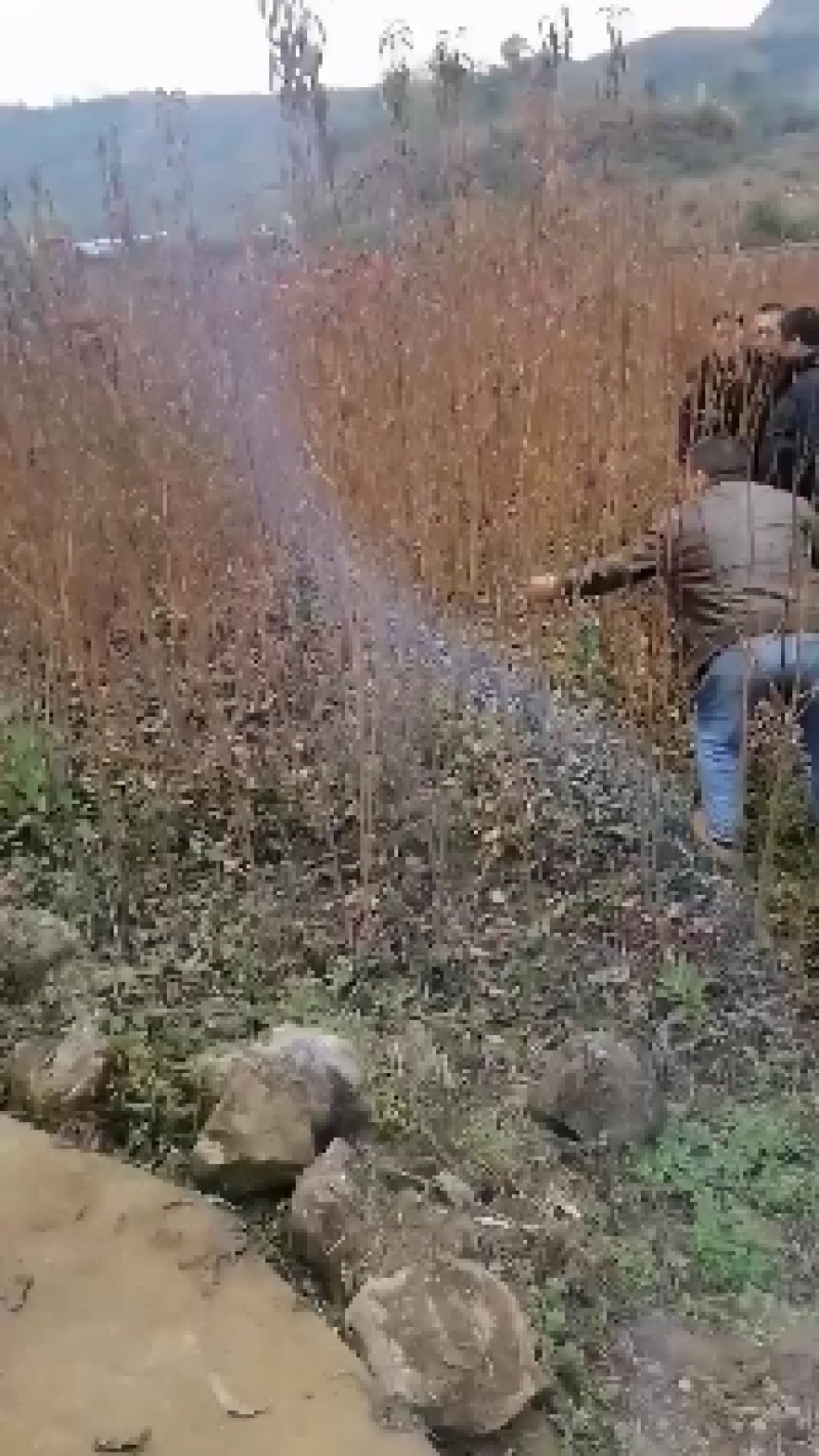 蜂糖李树苗蜂糖李苗四月李原生态苗嫁接苗苗原产