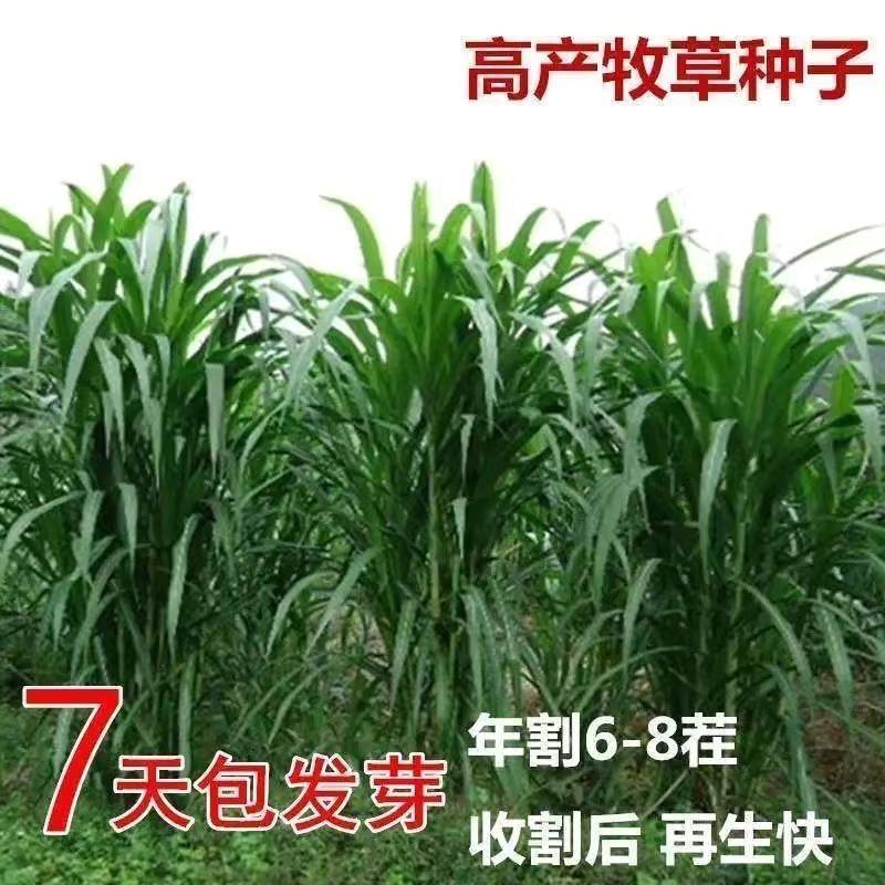 甜象草种子高产牧草种子牧草籽草皮南北方四季种植