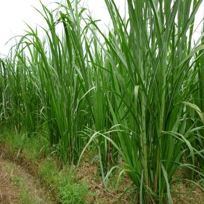 甜象草种子高产牧草种子牧草籽草皮南北方四季种植